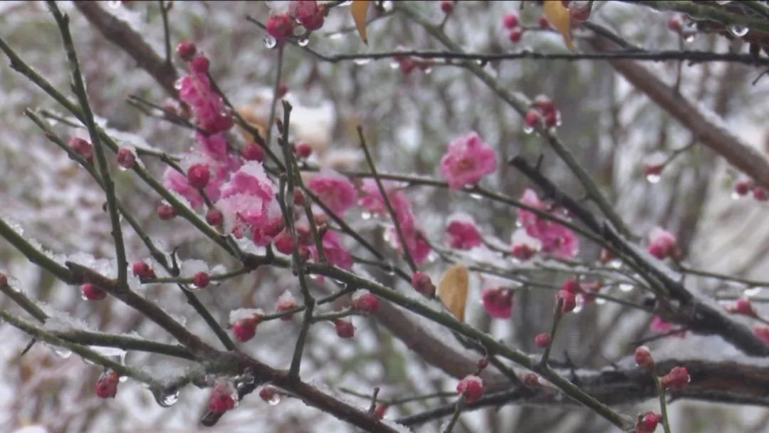 这些地方下雪了~~春如四季的时候又到了……啥时候可以穿T恤?戳里