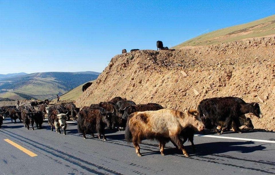 去西藏自驾游,老司机最怕的是什么?路上的牦牛