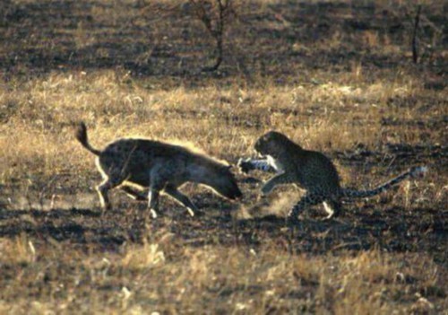 花豹为保护幼崽,直接和鬣狗正面交锋,看完才知