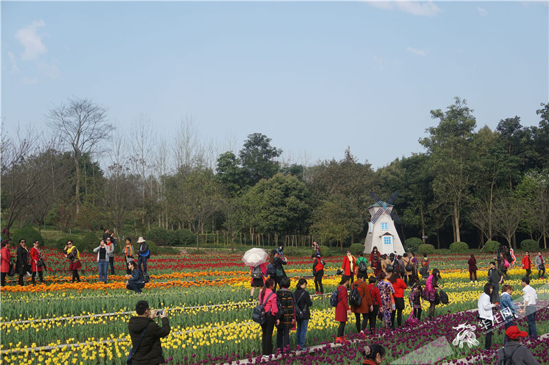 又是赏花好去处 长寿湖100余万株郁金香开好啦