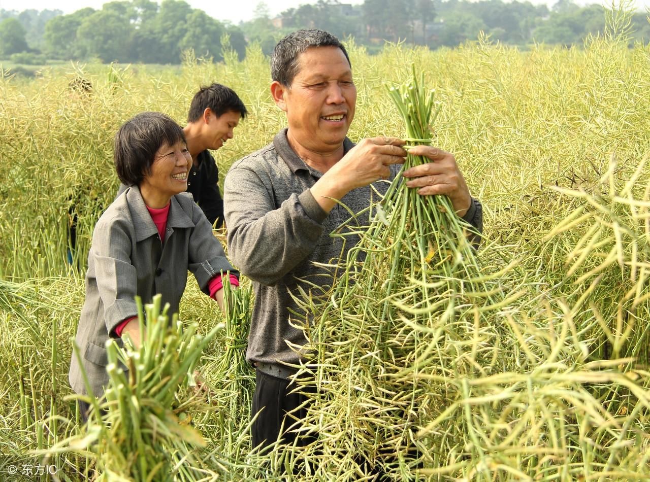 看了咸阳北五县种油菜的农民，我终于知道他们为什么这么穷了