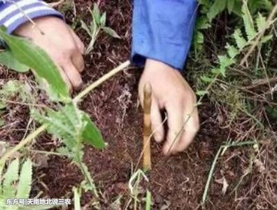 乡下这野生植物，当地农民以为是树枝，殊不知泥土里有稀罕的东西