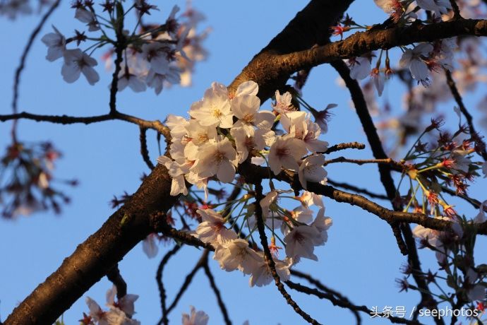 实拍日本上野公园，樱花盛放，规模浩大绚丽多姿，一起去看一下吧