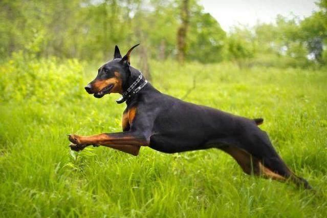 世界上最聪明的狗排名_最聪明的狗排名(2)