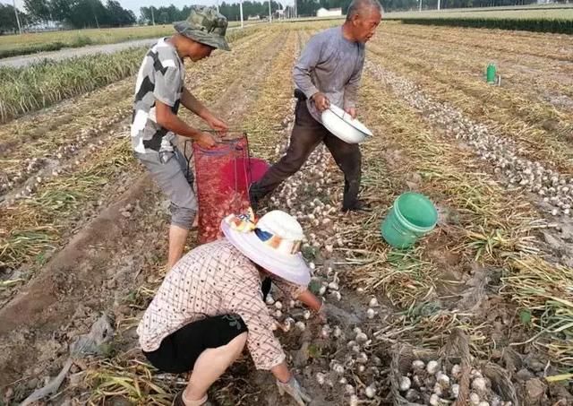 大蒜价跌的心疼，又遭连续阴雨天气！谁来帮帮中牟蒜农？