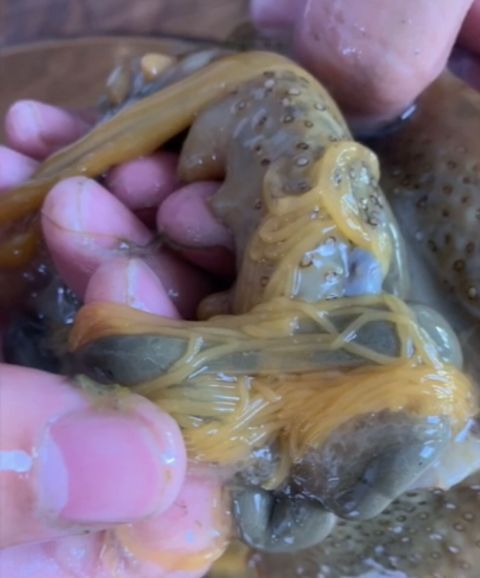 野生海参和养殖海参区别有哪些?贵阳老干妈工作怎么样图片