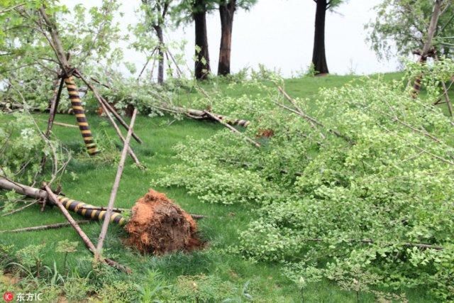 狂风暴雨冰雹突袭浙江绍兴 一路口近 20 棵大树被连根拔起