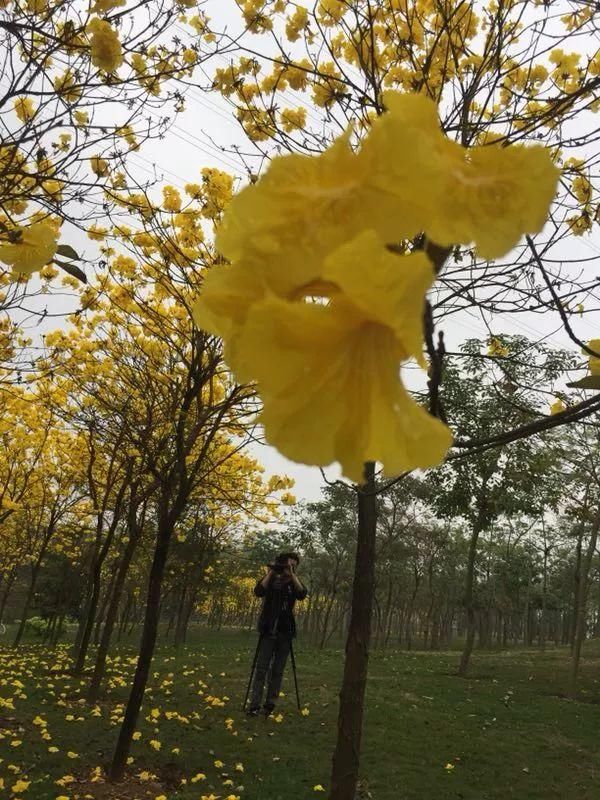 枝头见花不见叶，一路金黄一路香，原来形容的是南宁的这里！