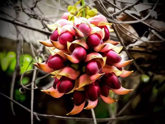 周六免费!广州附近这片禾雀花海没爆了,千万别错过了...