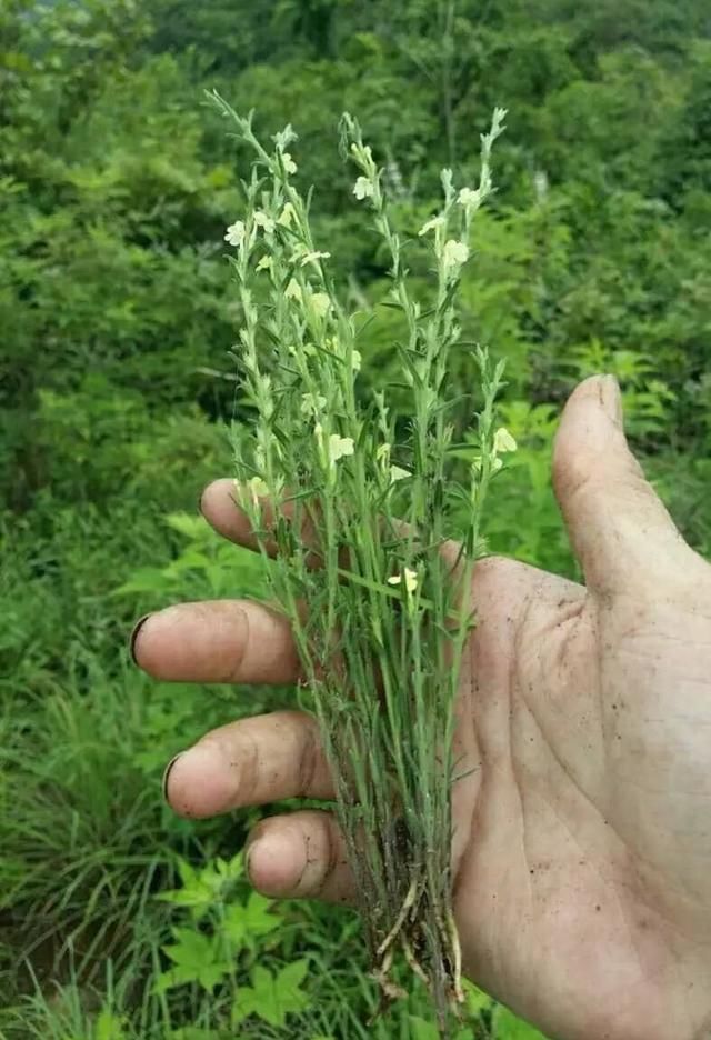 农村的这种杂草是农作物的天敌，同时也是中药！一斤售价500元！