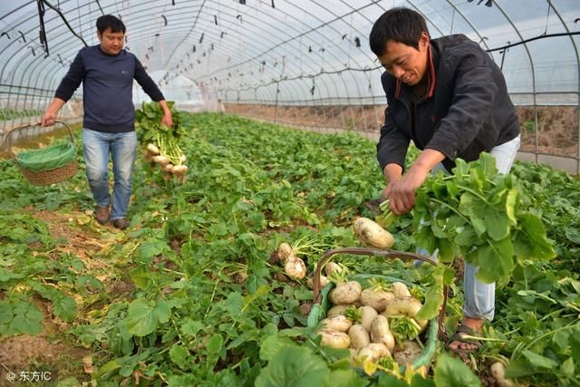 2018年，农民可以尝试这几种行业，具有致富潜力