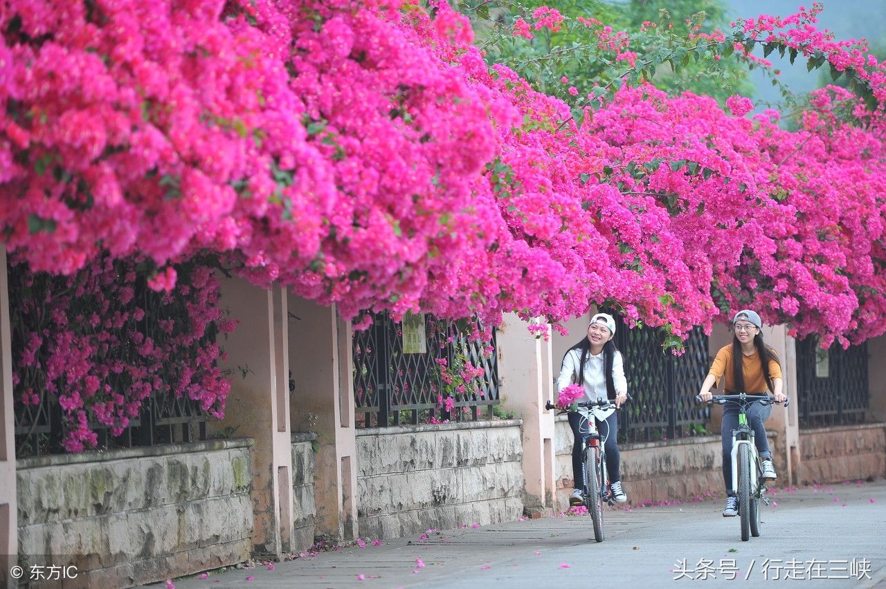 三角梅花开成瀑，花团似锦姹紫嫣红