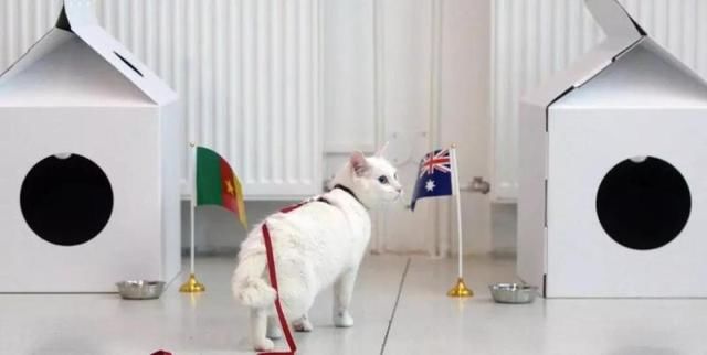 2018世界杯|预测输赢,猫咪和算法谁更准?