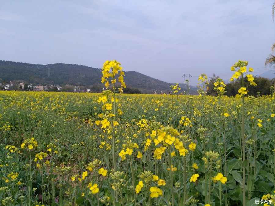 2018年春节粤北韶关赏花，火山上的油菜花 。