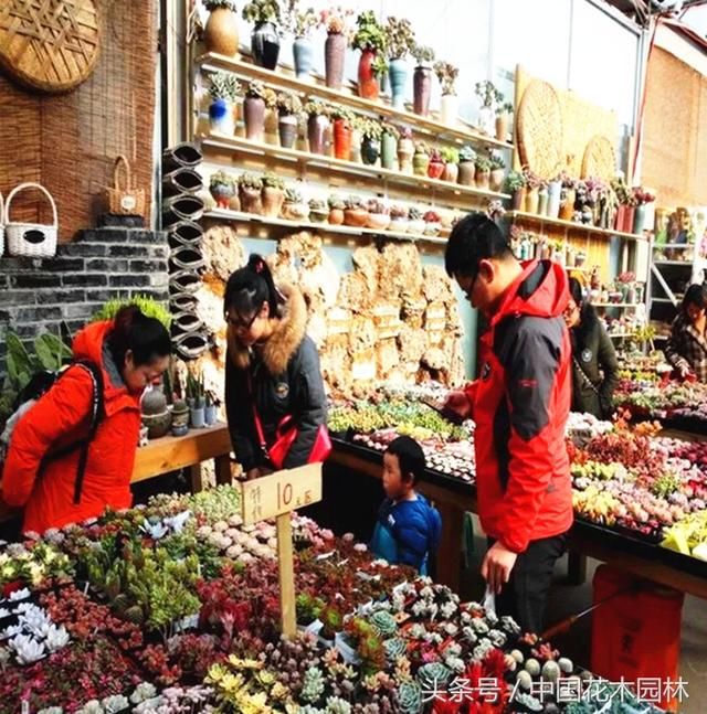 成都三圣万福花卉产业园：人多花艳热闹非凡