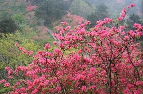 不负春光好时节，全国10大最美赏花地拿走不谢~~