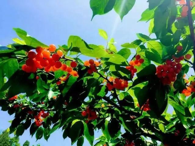 旅游丨泸定樱桃节，我们准备好了！您呢？