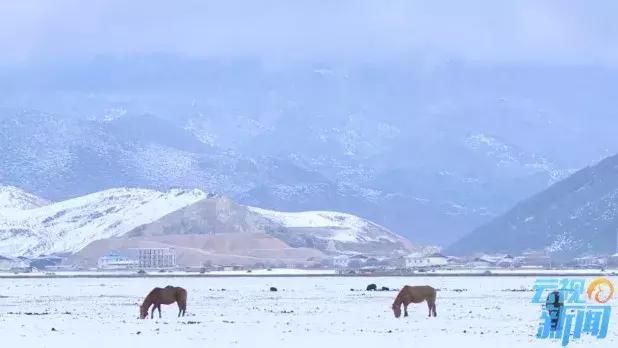 一边花开 一边下雪 云南现轿子雪山观“雪中花”雾凇奇景