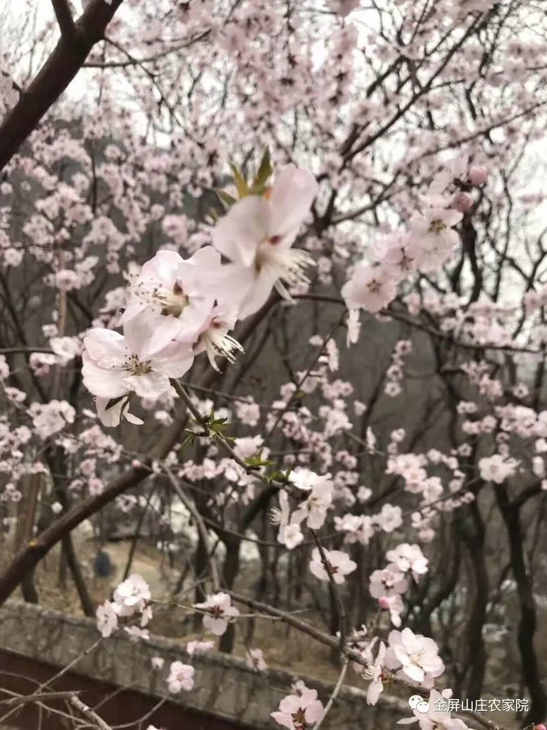 清明时节，桃杏争艳，金屏山庄，出行之选！