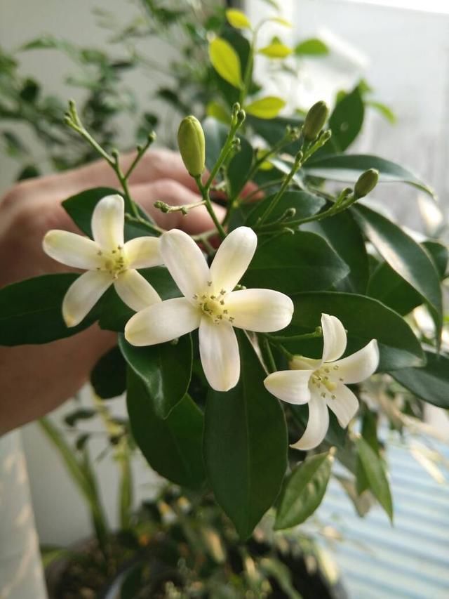 夏季养花选它，花香四溢飘满堂，花期半年，养护容易，还可做盆景