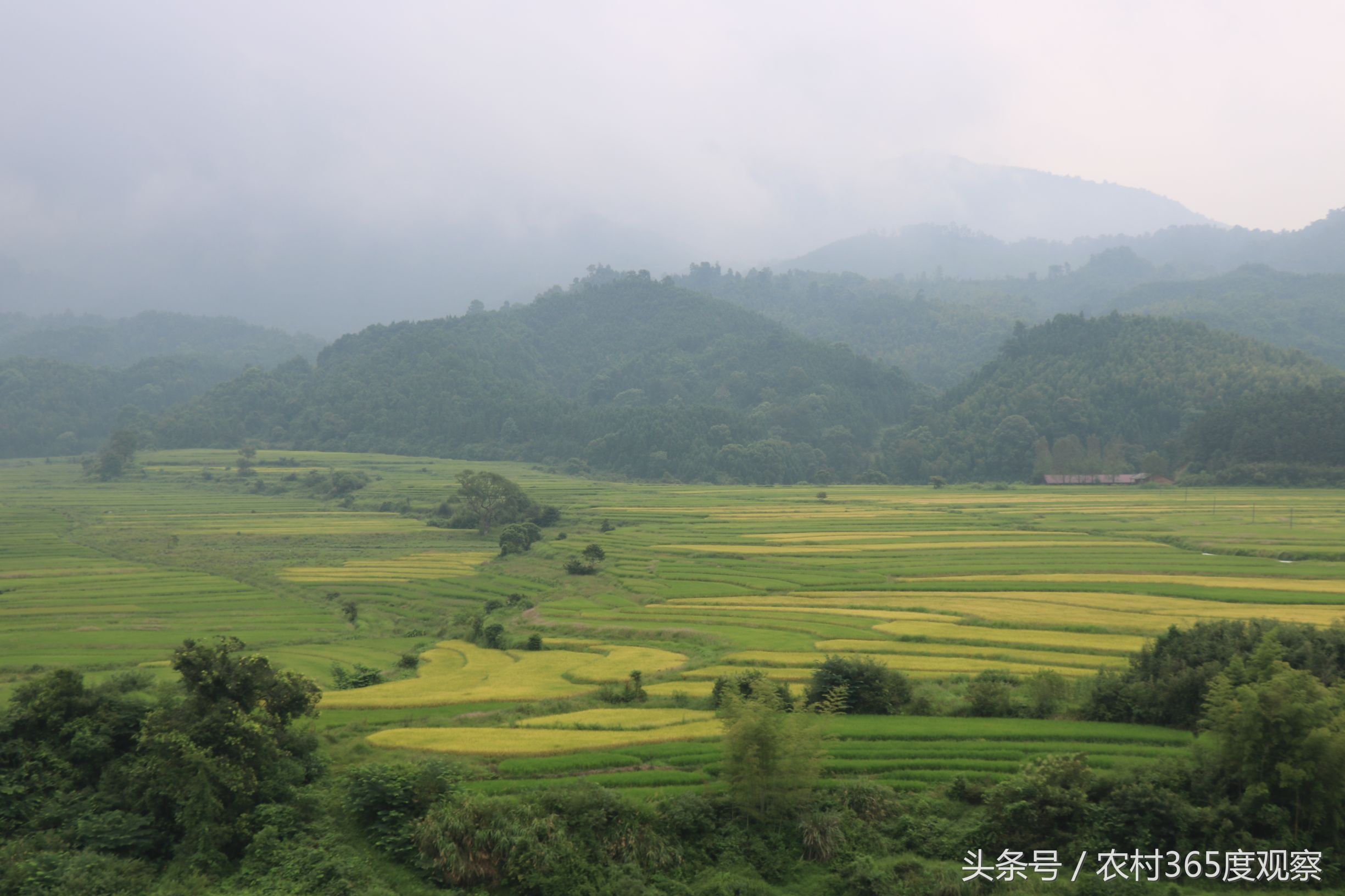 全国商品粮基地县 江西上高县农村风光