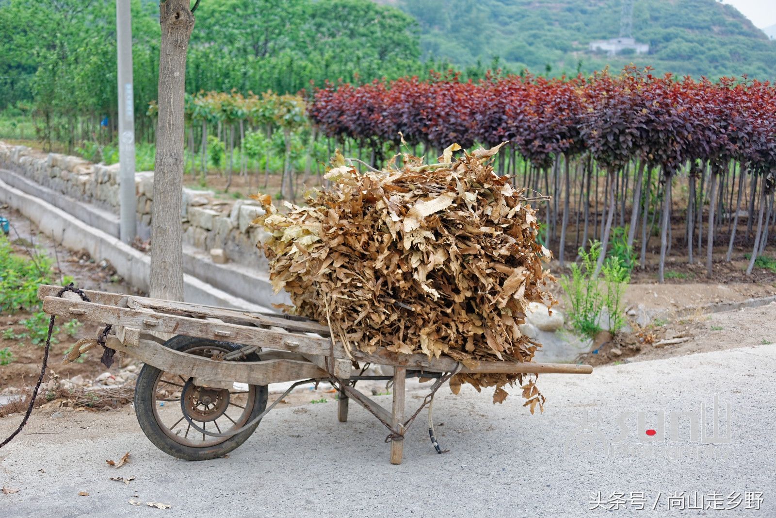 生姜地里插满了整齐排列的枯树枝，很多人都不知道是做啥的!