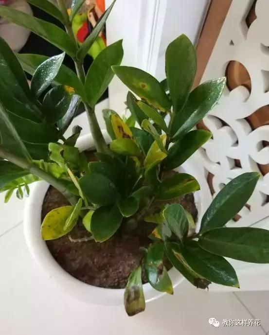 玉树金钱树根发软,叶子一碰就掉,再不救就要死