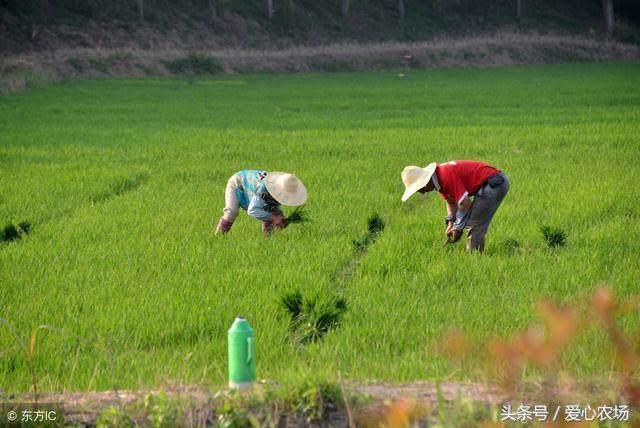 “2018年农村土地改革”预测农民今后现状！很多农民朋友不淡定了