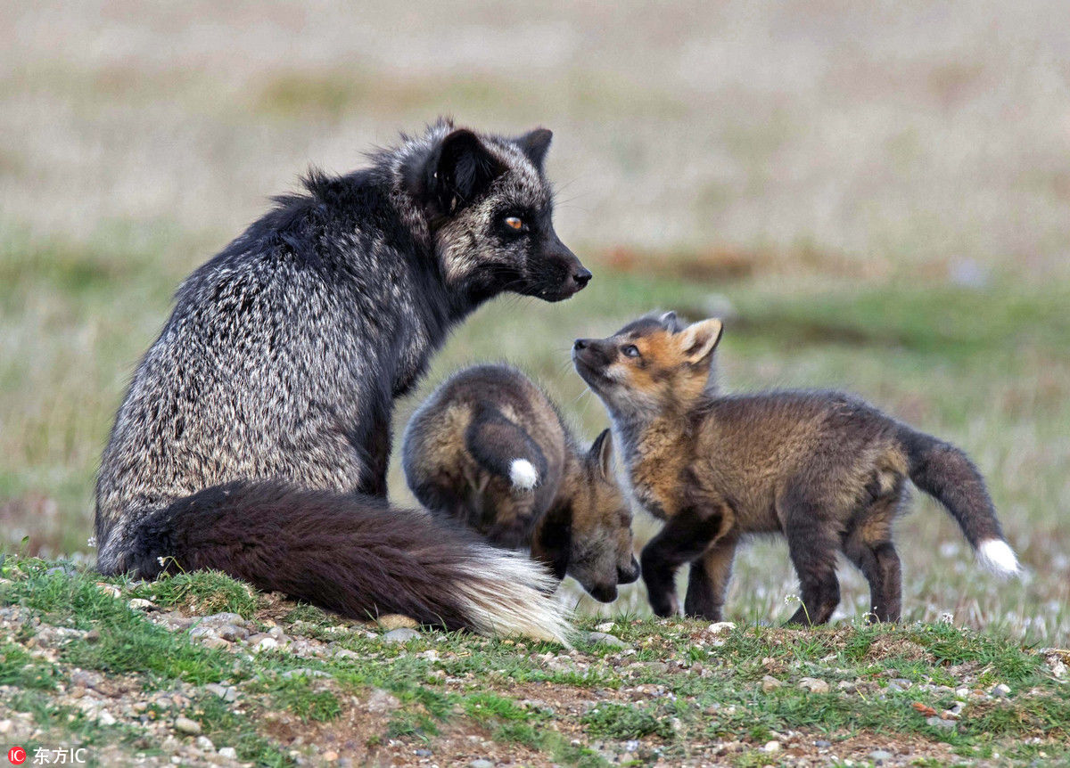 狐狸宝宝汇报 最高机密 抱着妈妈脖子耳语超暖