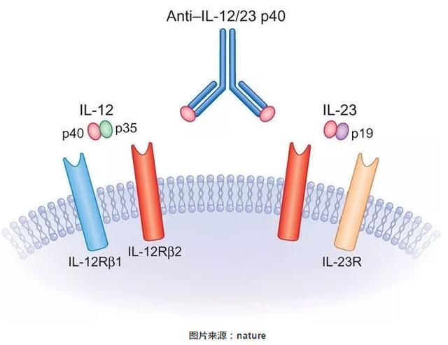 PNAS最新研究:p40是不是癌症帮凶,取决于是个