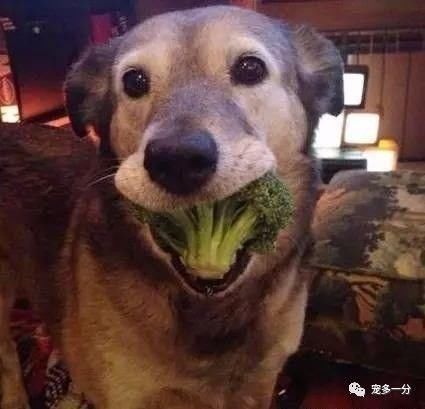 狗狗吃这些蔬菜有好处!