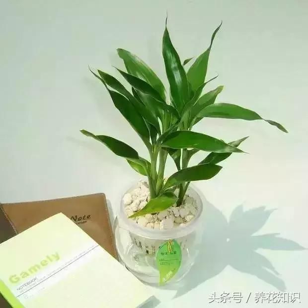 栀子花、富贵竹，为什么你养着养着就黄了