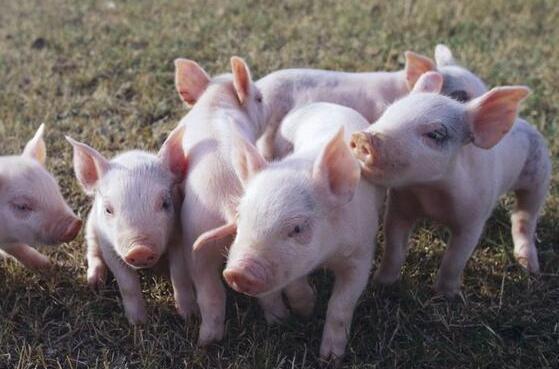 家庭农场注册条件