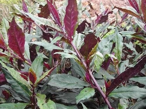 这4种最常见的蔬菜是抗癌四大天王,第一种你