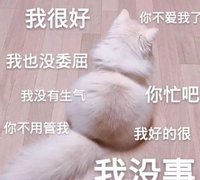 肥宅猫:我很好,我也没有吓人!总之你不爱我了,表情晚上好的动态包生气特图片图片