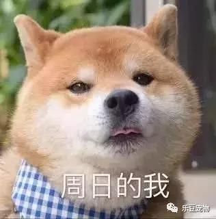 狗狗的一周表情,今天的我,明天的我…周日的表情包内容和招工图片