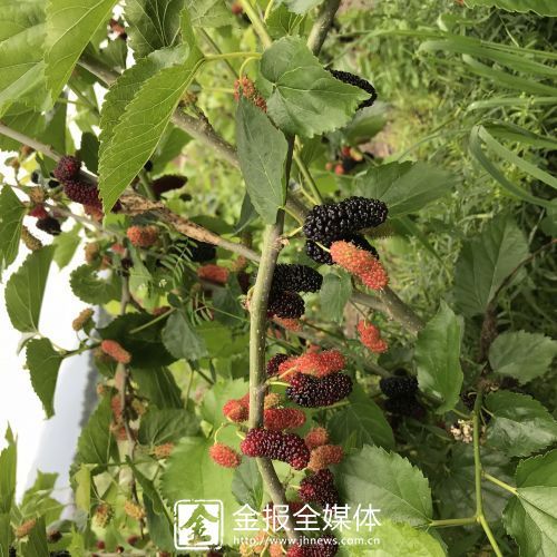 “五一”小长假 带你遇见水果味的初夏