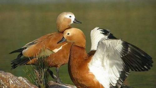 养殖证如何办理