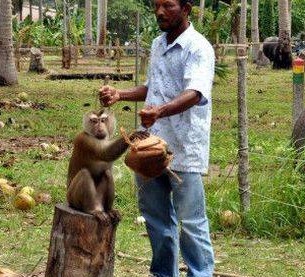 泰国男子强迫猴子每天摘300个椰子,不摘就会挨打