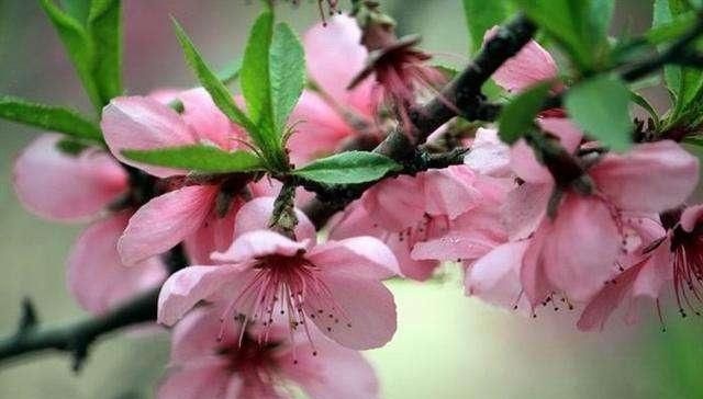 怎样上山发现盆景