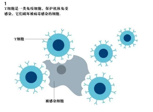 “癌症克星”pd-1怎样实现治疗多种癌症的!