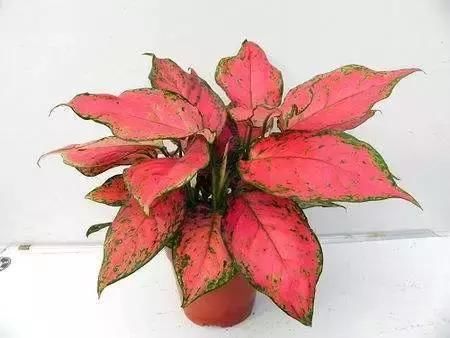 这些叶子比花还美100倍的植物,赶快养一盆吧!