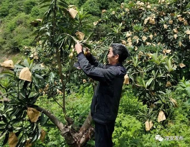 又是一年枇杷季，来千岛湖这几个地方采准没错