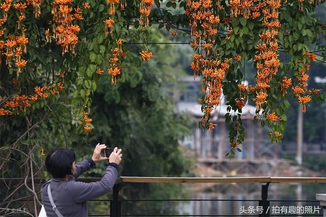 旺旺旺！爆竹花开，带来了好年华！春节到华南农业大学去赏花！