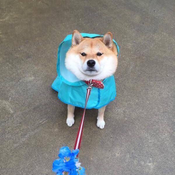 单身狗头像七夕必备