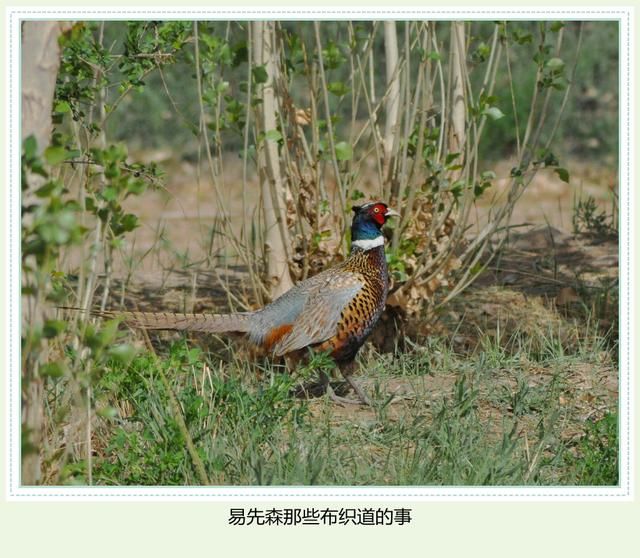 五类属鸡人的财运和猴之人一样,财聚腰间缠万贯,功成名就万里传