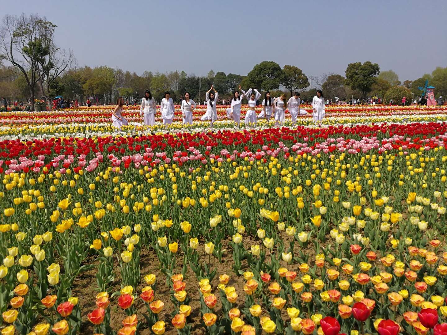 昆山阳澄湖国泰郁金香荷兰风情主题园开园暨第