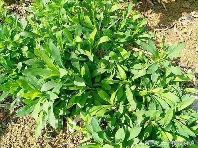 5月别再吃马齿苋、灰灰菜、竹笋了，这野菜可真正比它们好吃百倍