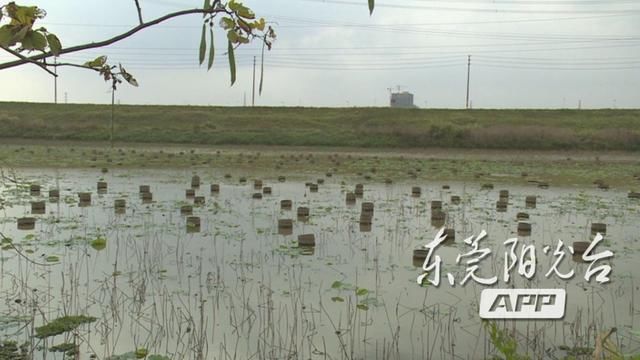 快收藏地址!听说这里已变成这样!很快会被东莞游人“攻陷”!