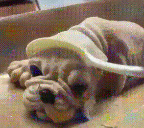 就喜欢这些成精的狗子,每天都能哈哈嘿嘿